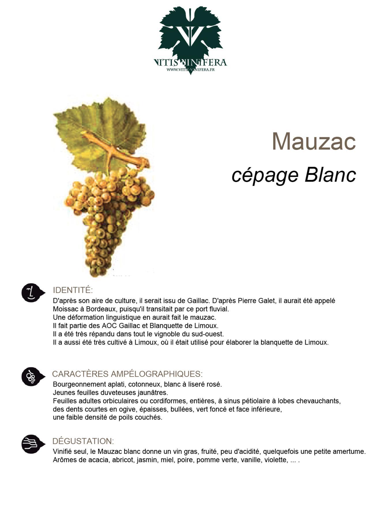 CÉPAGE - MAUZAC