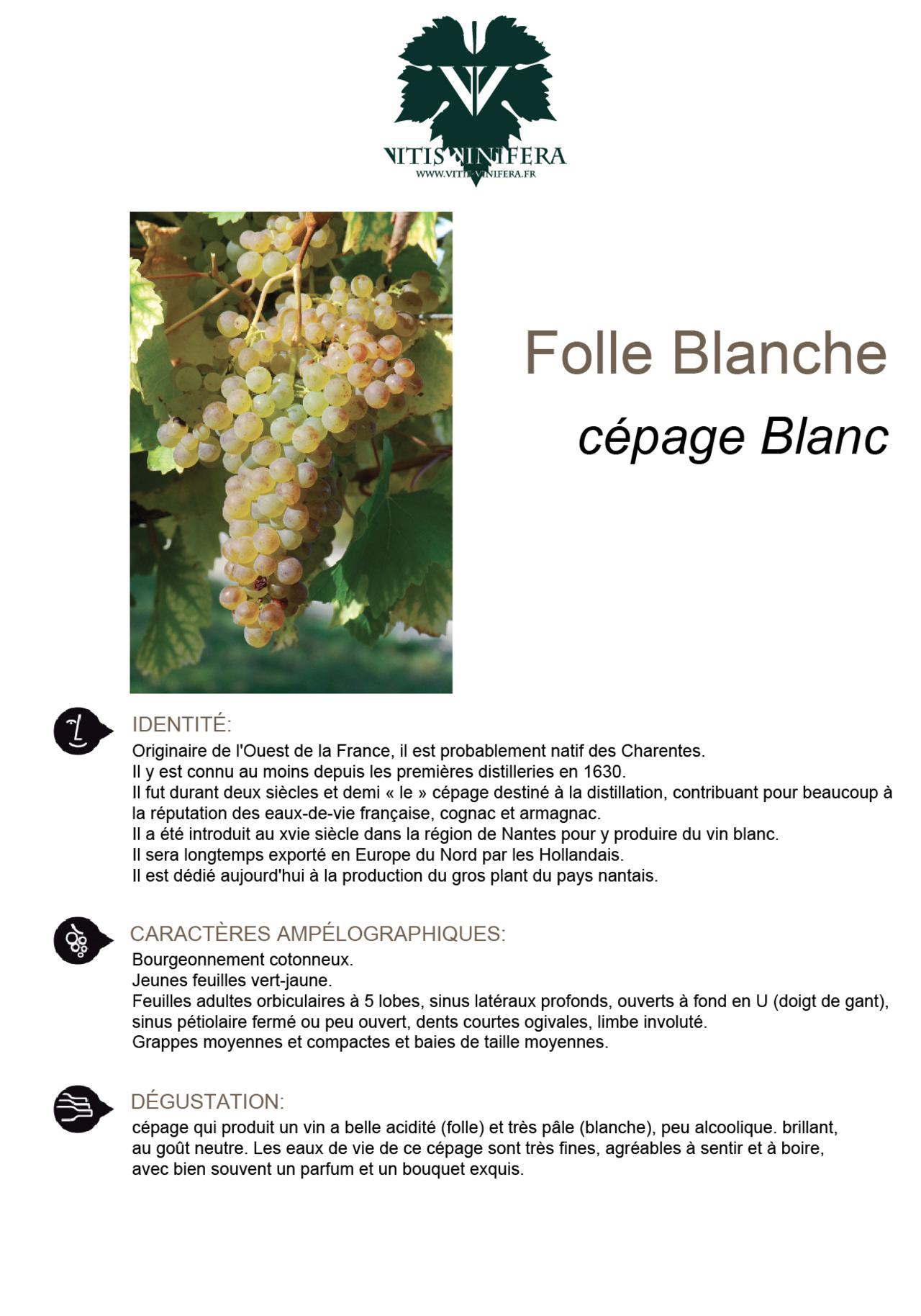 CÉPAGE - FOLLE BLANCHE