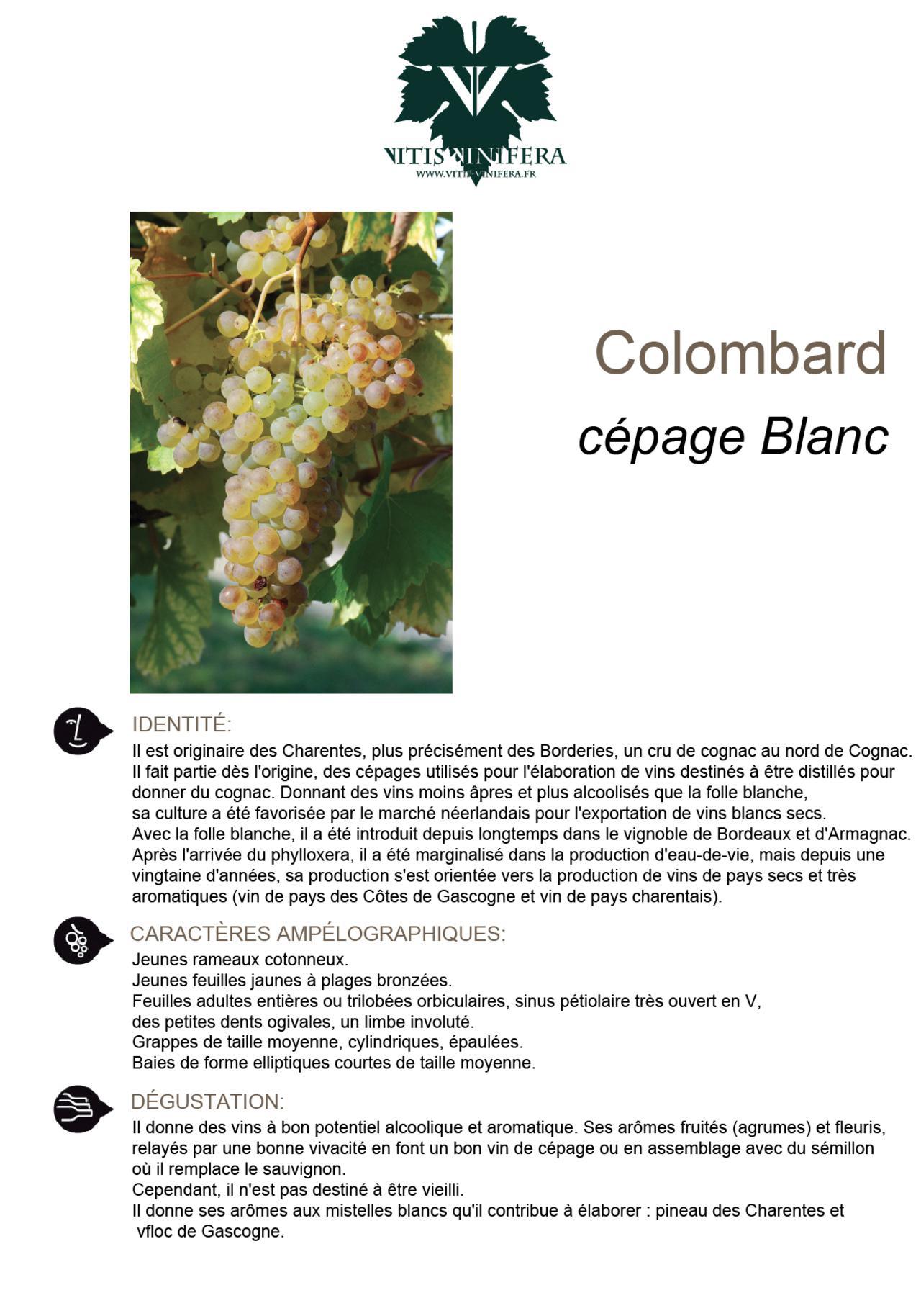 CÉPAGE - COLOMBARD
