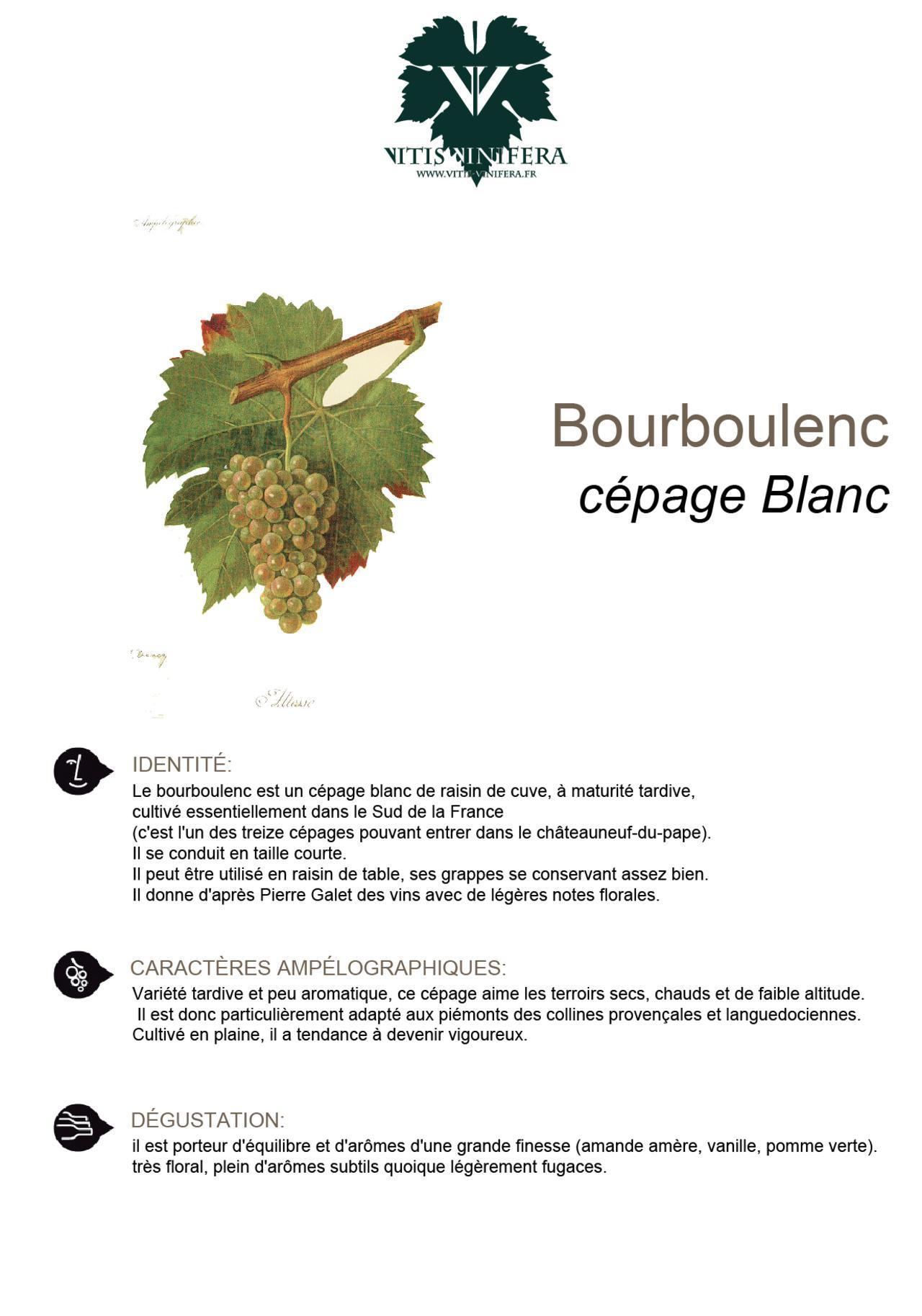 CÉPAGE - BOURBOULENC