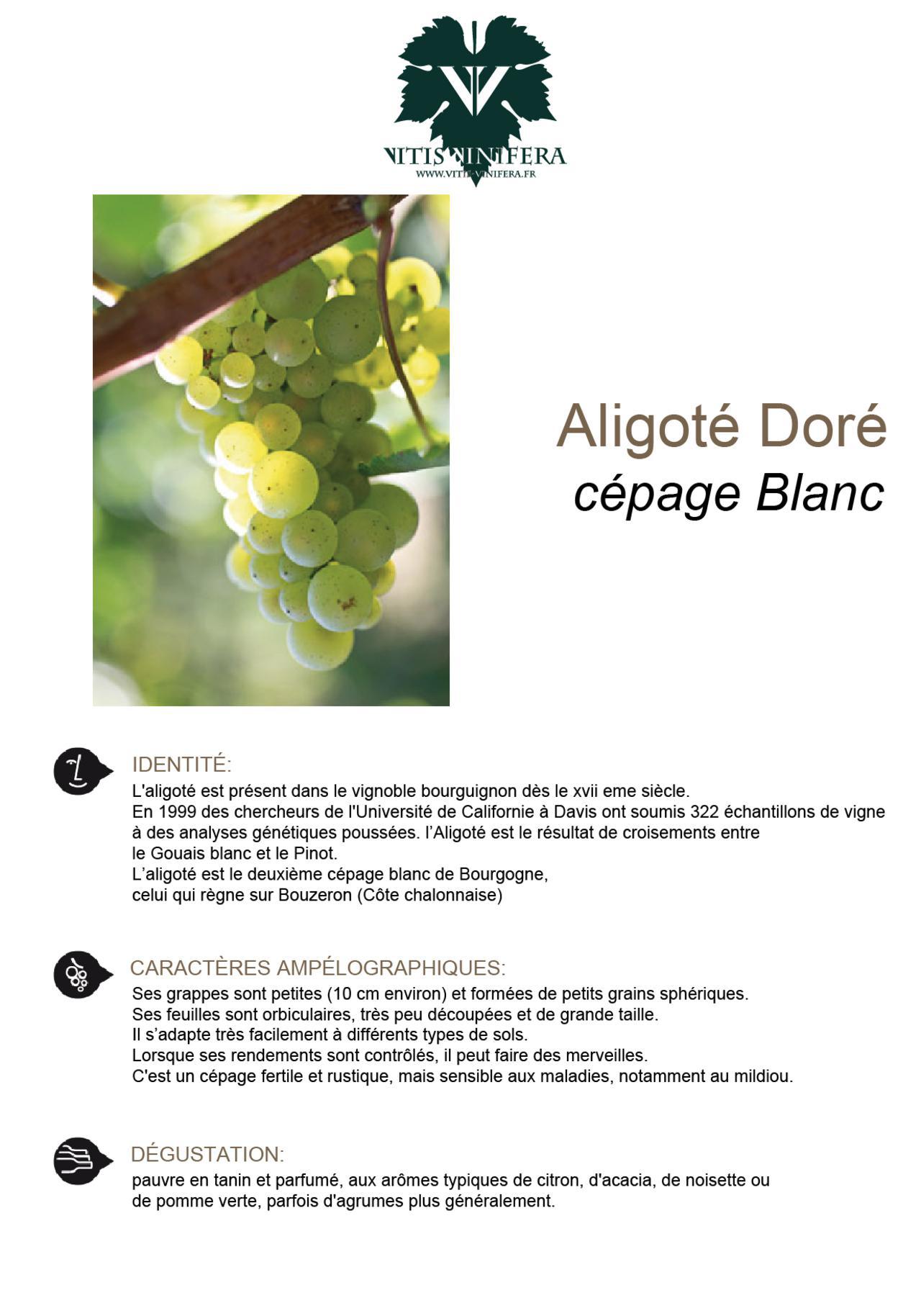 CÉPAGE - ALIGOTÉ