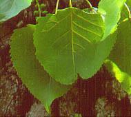 Eastern cottonwood Eastern cottonwood