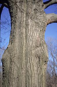 Northern red oak