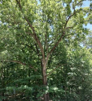 Northern red oak