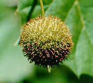 American sycamore