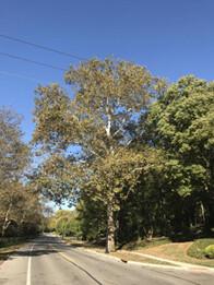 American sycamore American sycamore