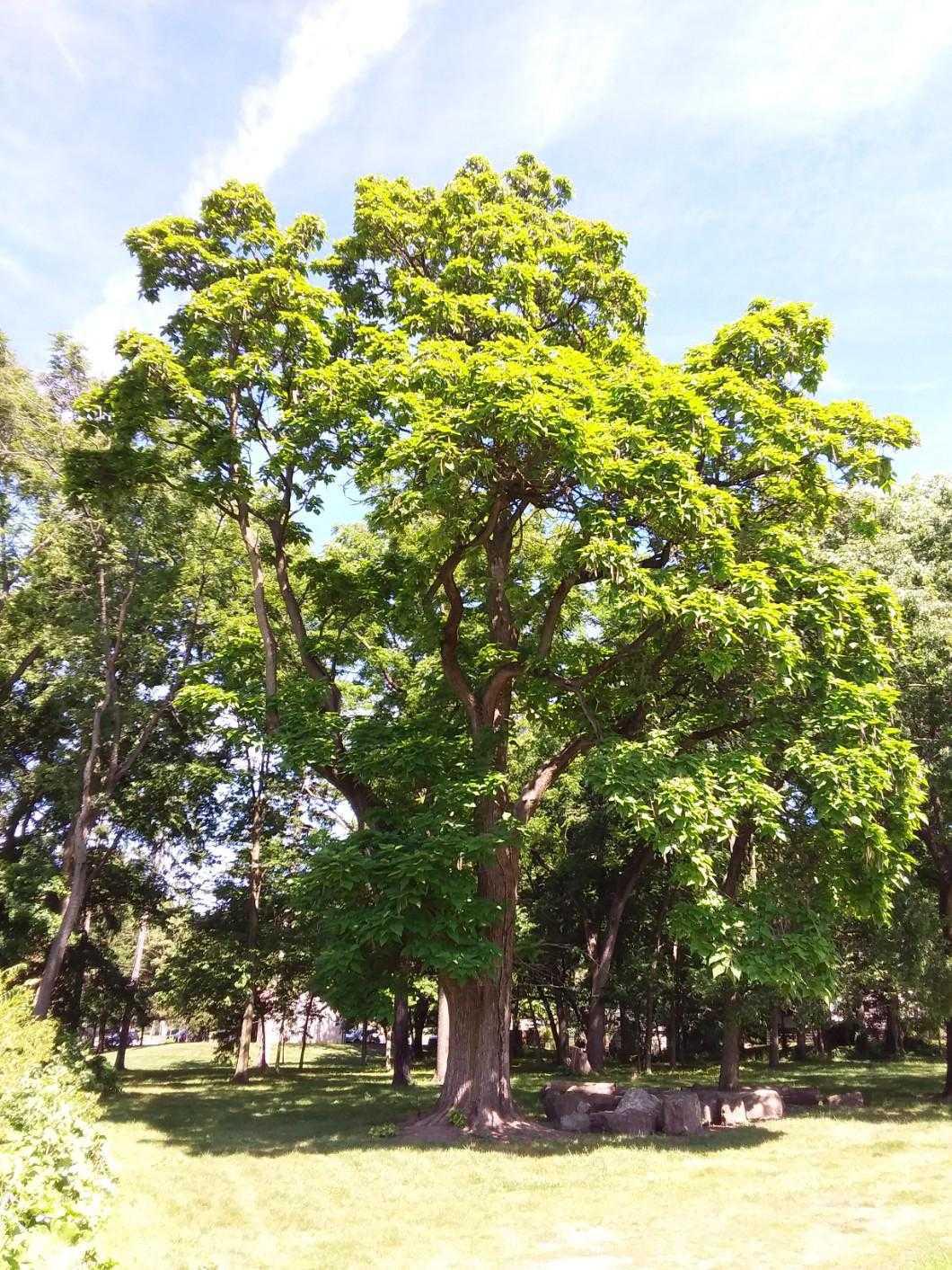 Northern catalpa