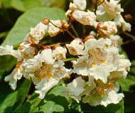 Northern catalpa Northern catalpa