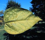 Northern catalpa Northern catalpa