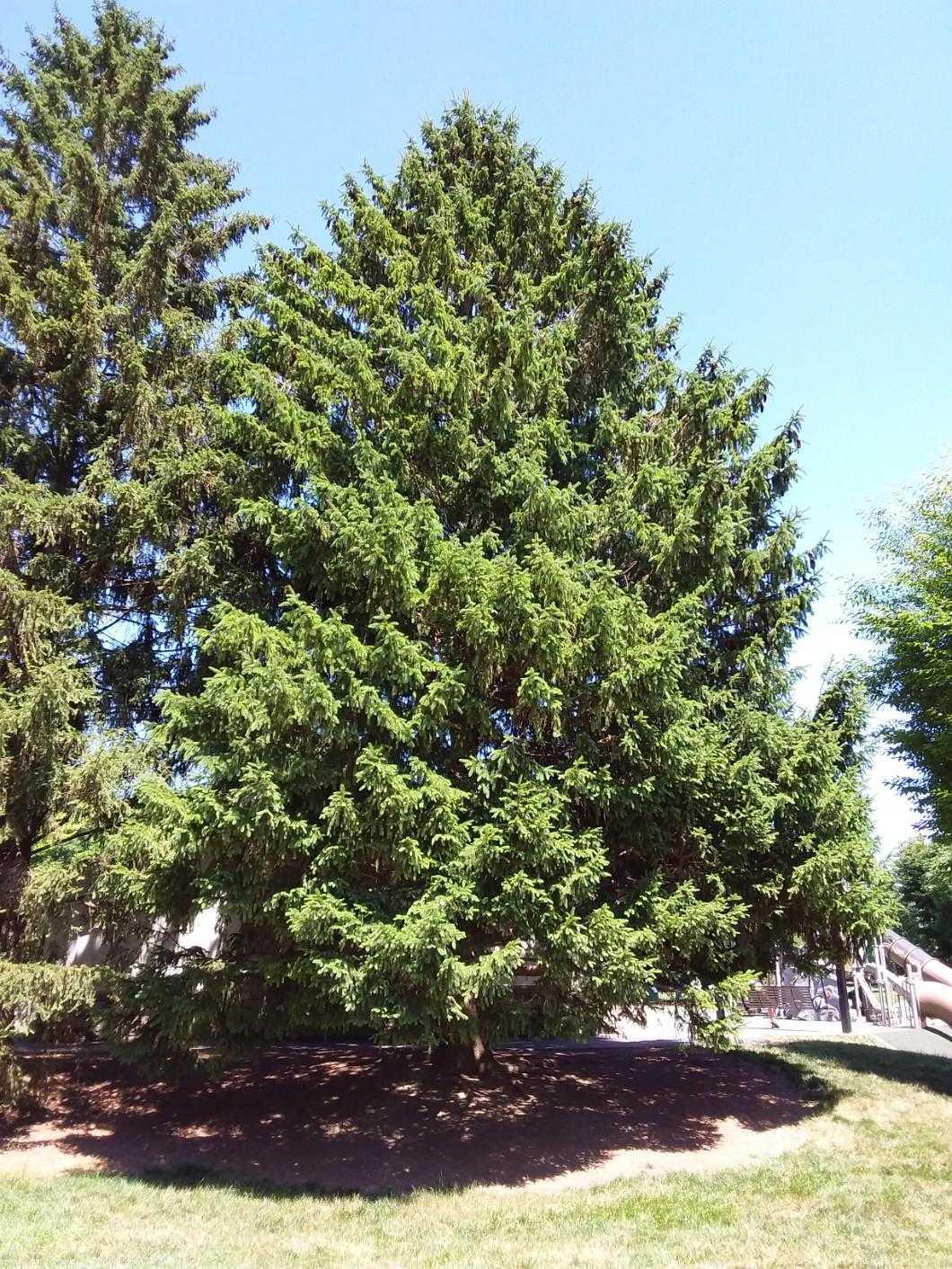Norway spruce