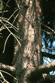 Norway spruce Norway spruce