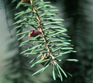 Norway spruce Norway spruce