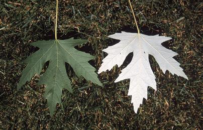 Silver maple