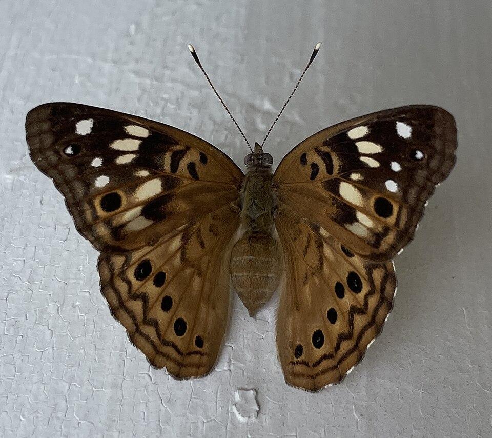 Northern hackberry Northern hackberry