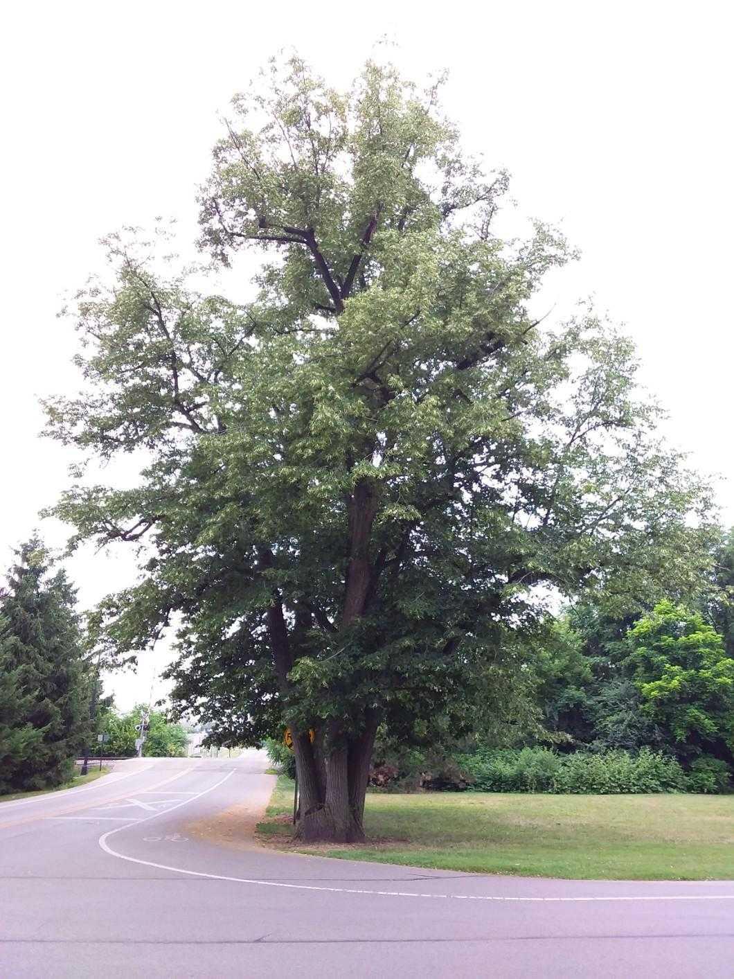 American basswood