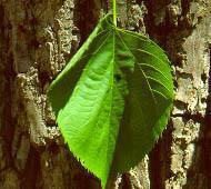 American basswood American basswood
