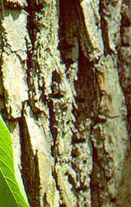 American basswood American basswood