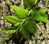 Black walnut Black walnut