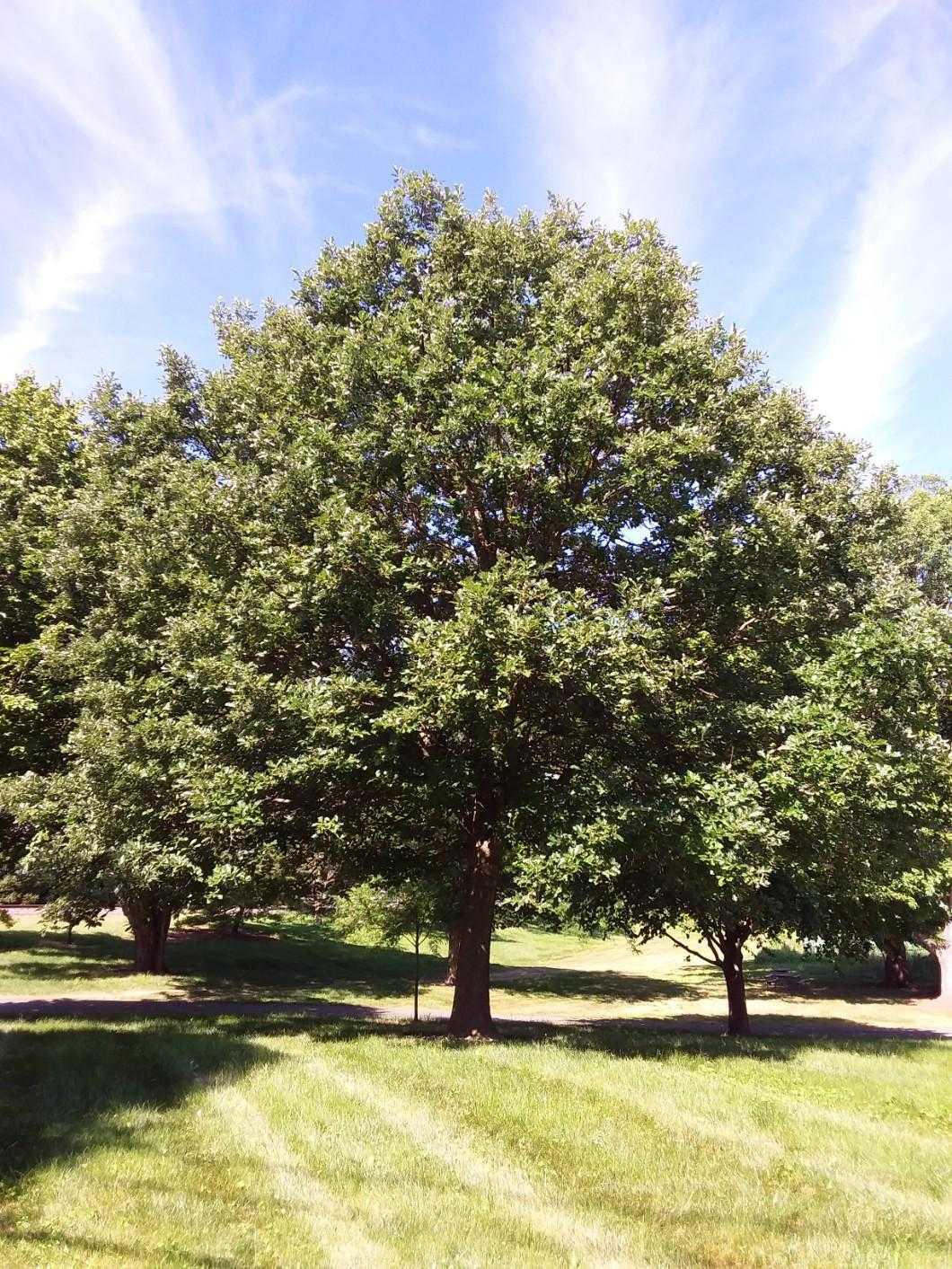 Swamp white oak Swamp white oak