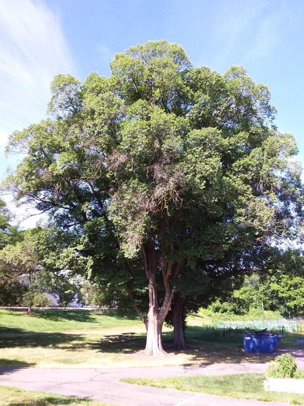 English elm English elm