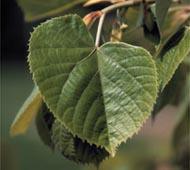 Silver linden