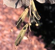 Silver linden Silver linden