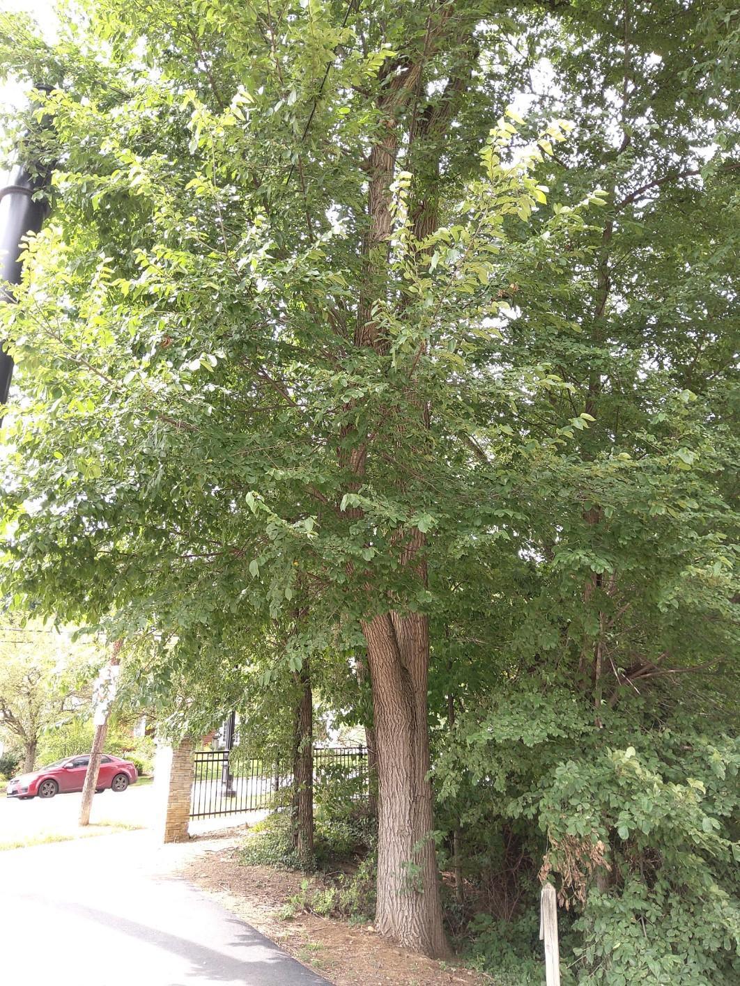 American elm American elm