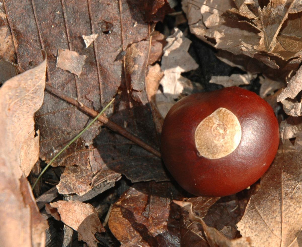 Ohio Buckeye Tree