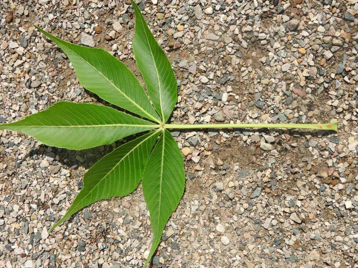 Ohio Buckeye Tree Ohio Buckeye Tree