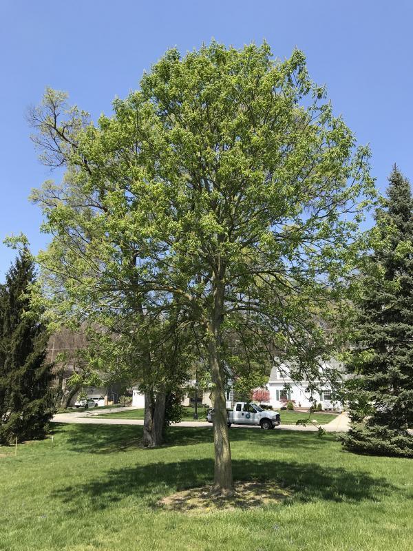 Ohio Buckeye Tree Ohio Buckeye Tree