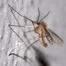 La Leishmaniose La Leishmaniose