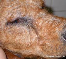 La Leishmaniose La Leishmaniose