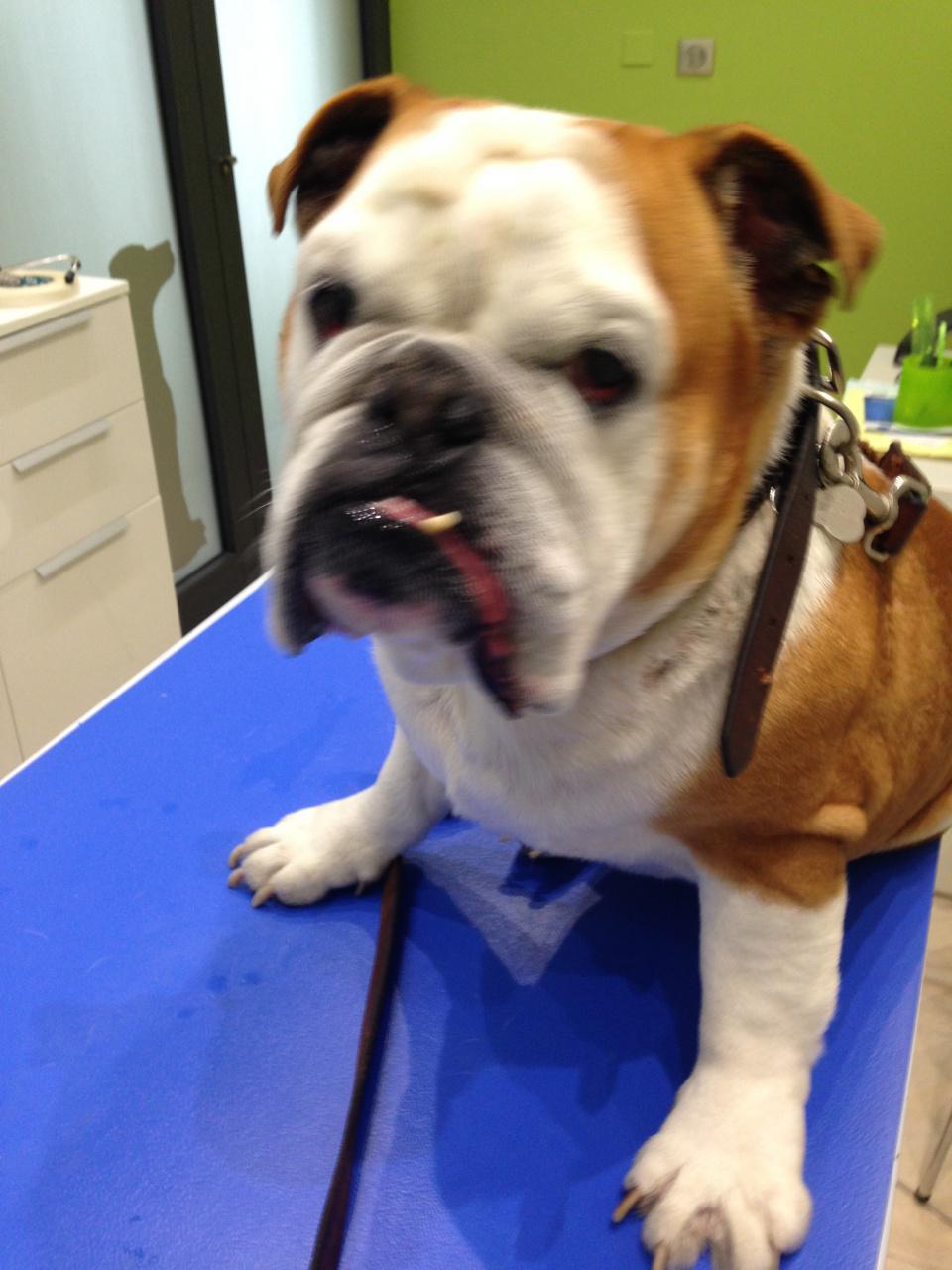 Wellman le bouledogue anglais