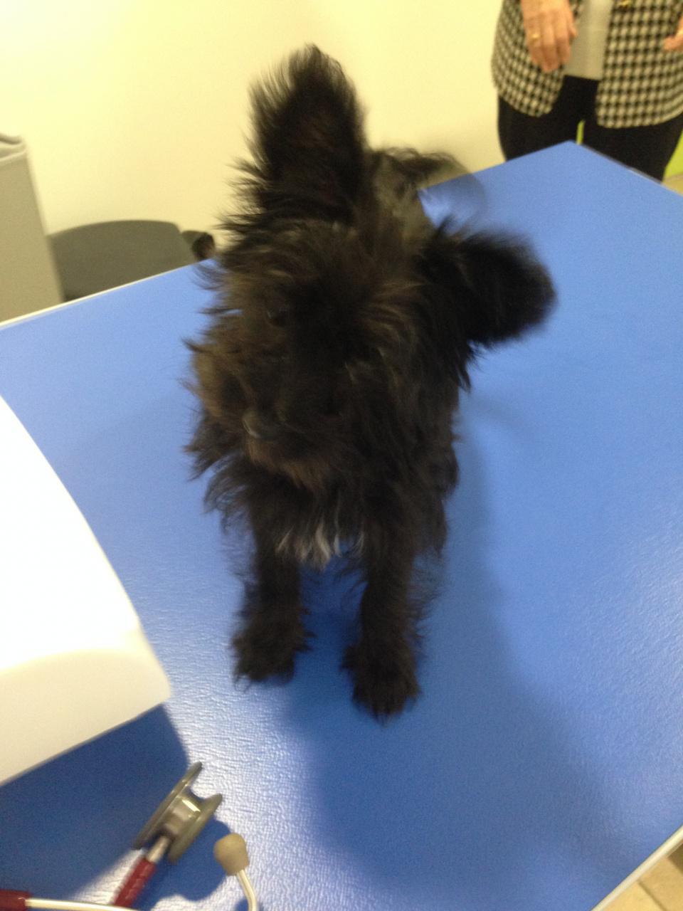 Diva, petite mais costaud!