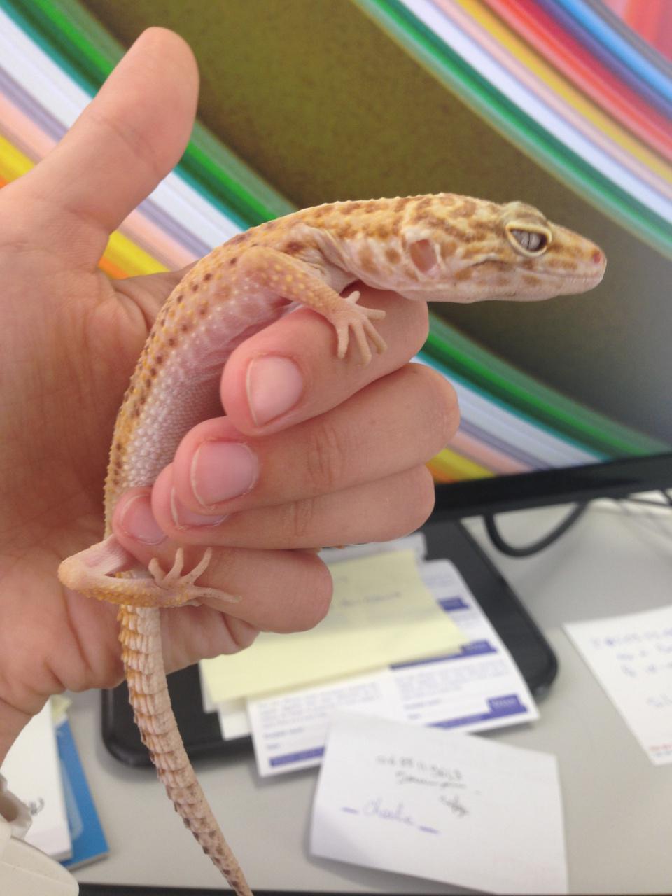 Quand les vétos soignent des espèces peu courantes! Ici un superbe gecko léopard