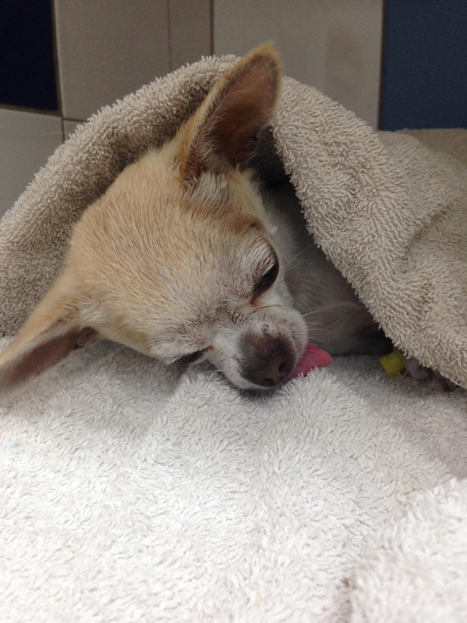 Le petit Fox se réveille de sa chirurgie orthopédique