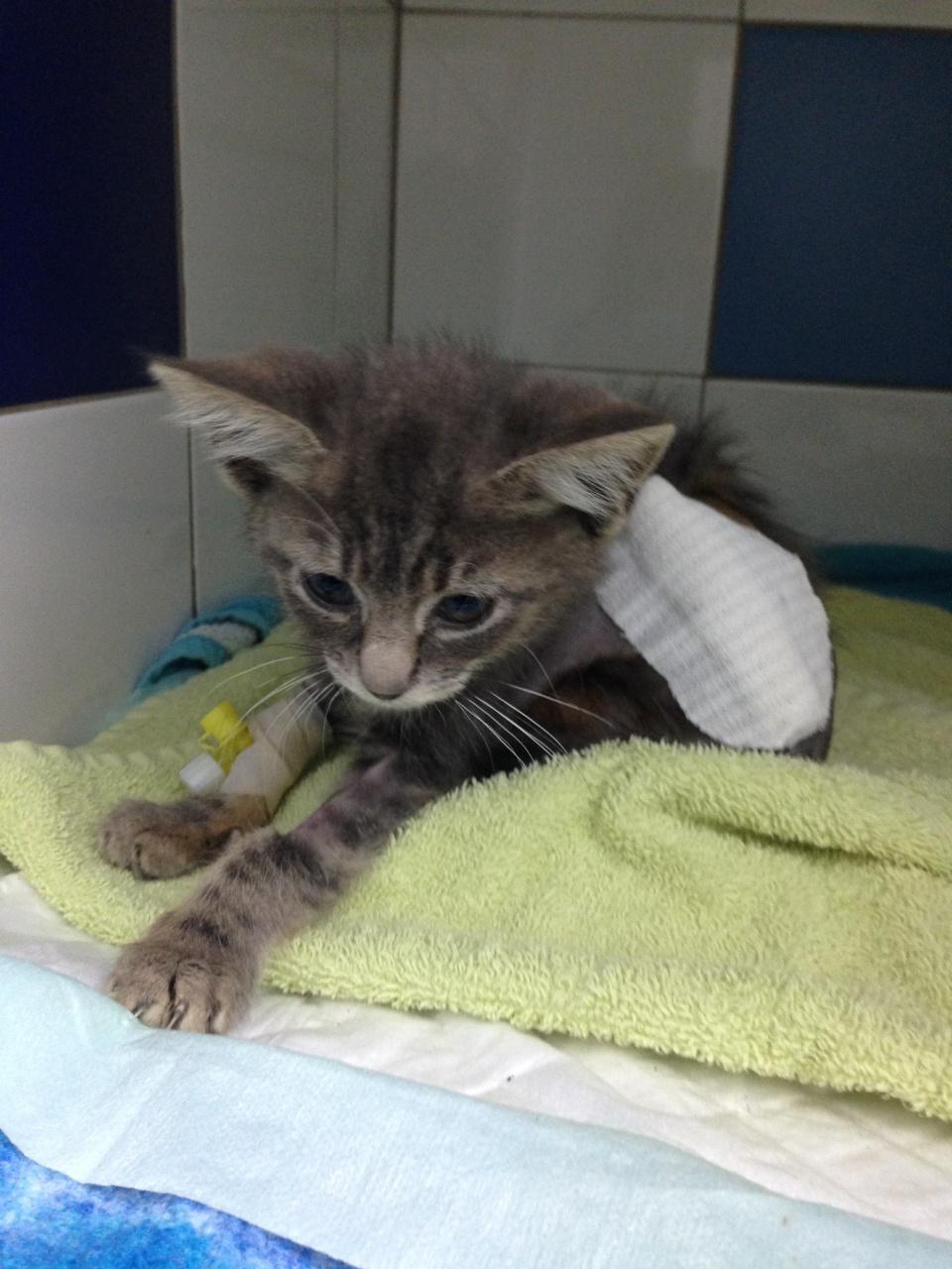 Cali vient de se faire opérer