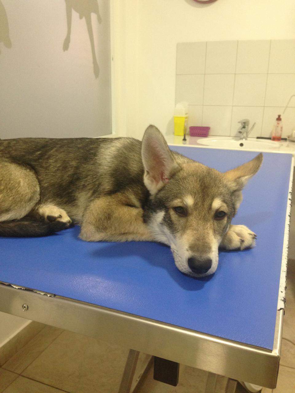 La très majestueuse Kali, 3 mois, chien-loup de Saarloos