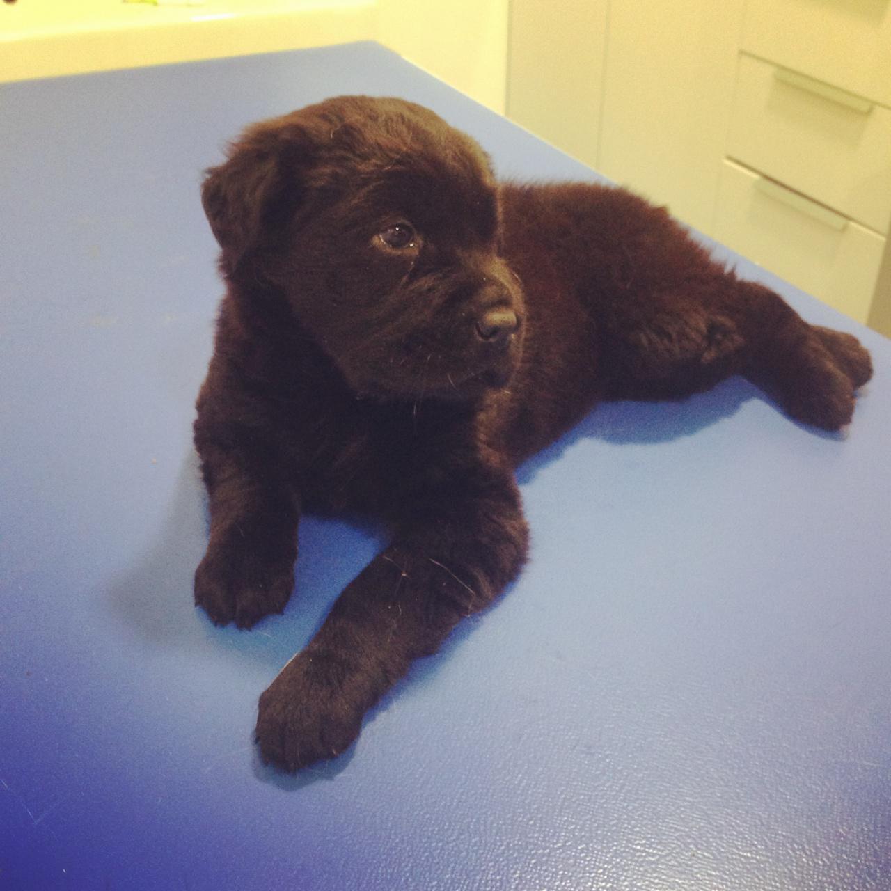 Lou, petite croisée Shar peï