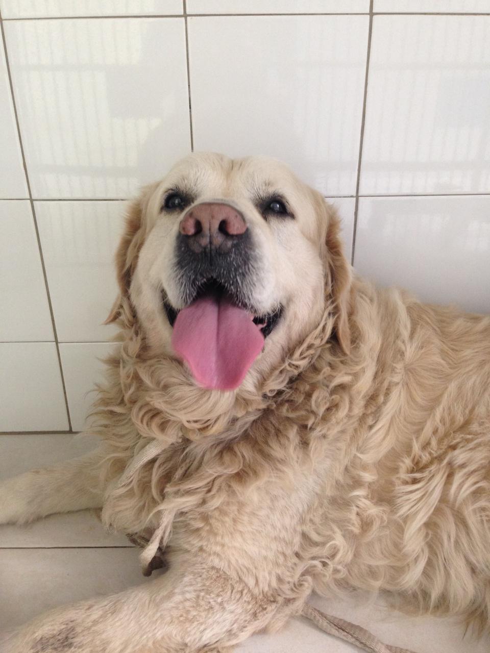 Brasco, golden retriever de 8 ans