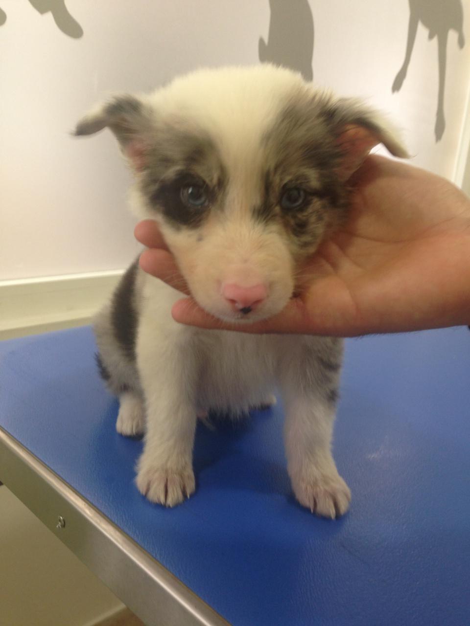 Lucky, border collie de 2 mois au regard envoutant