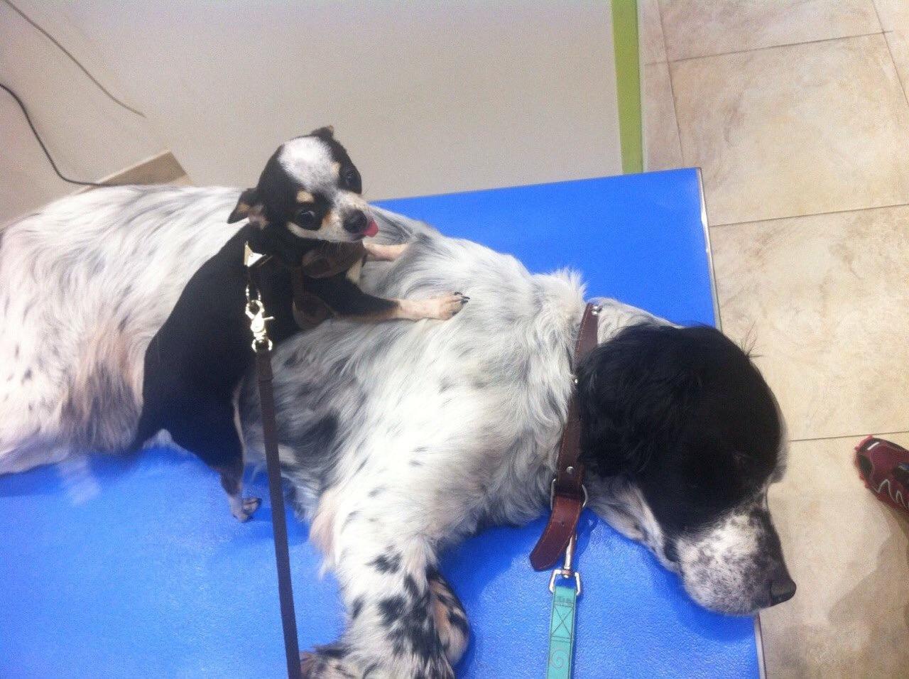 Le petit lou et son grand copain Taranu, inséparables