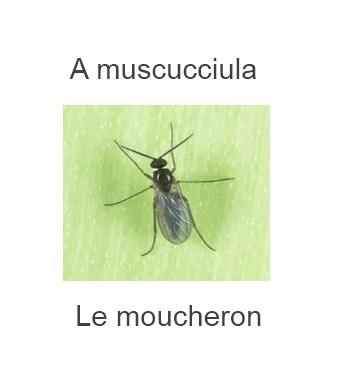 le-moucheron-350x385