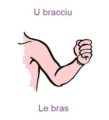 636bras-350x385