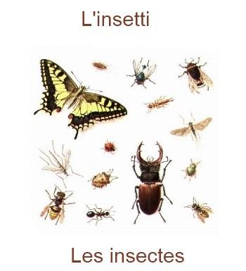 883lesinsectes-350x385