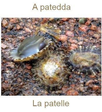 961lapatelle-350x385