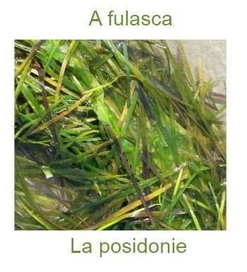 929laposidonie-350x385