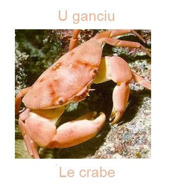 790lecrabe-350x385