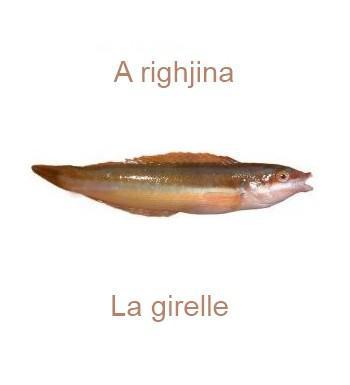 760lagirelle-350x385