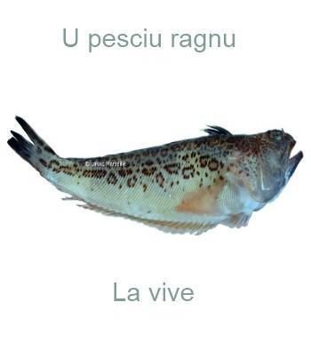 619lavive-350x385